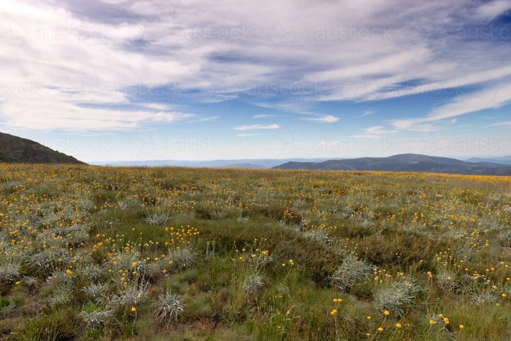 Wildflowers - Australian Stock Image