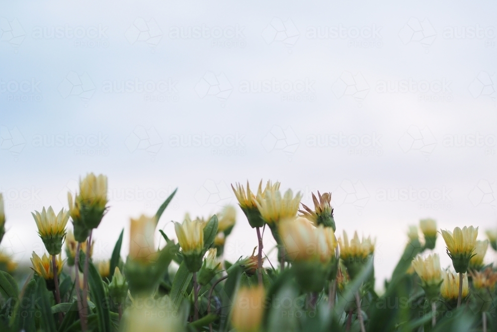 Wildflowers - Australian Stock Image