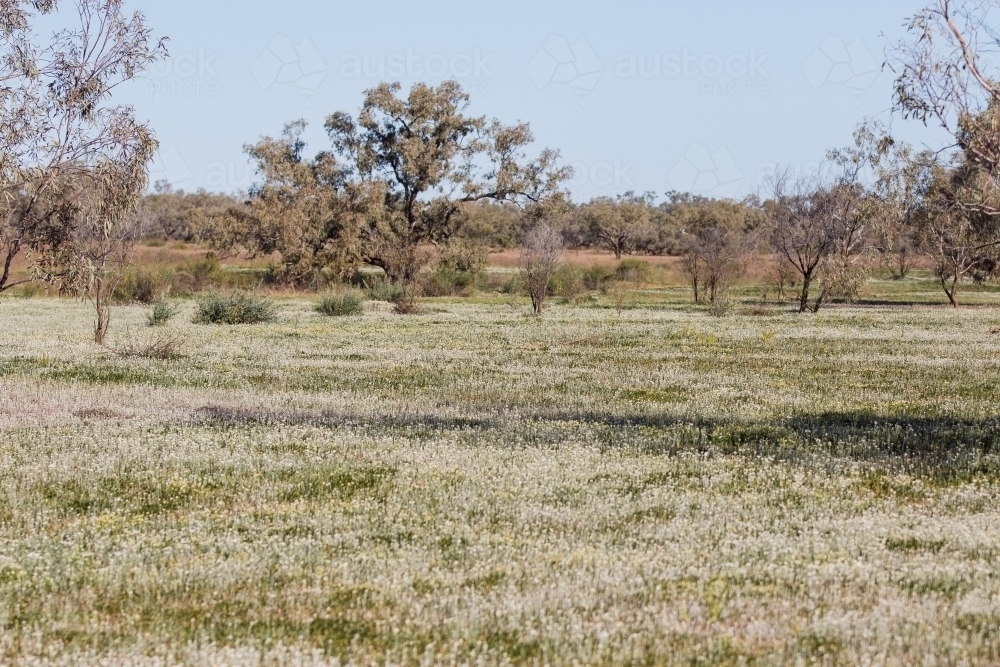 Wildflowers growing in paddock - Australian Stock Image