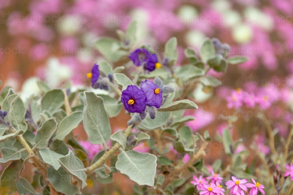 wildflowers in the outback - Australian Stock Image