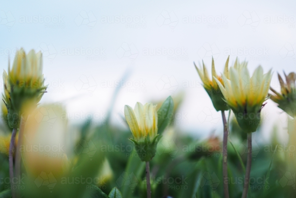 Wildflowers low perspective - Australian Stock Image