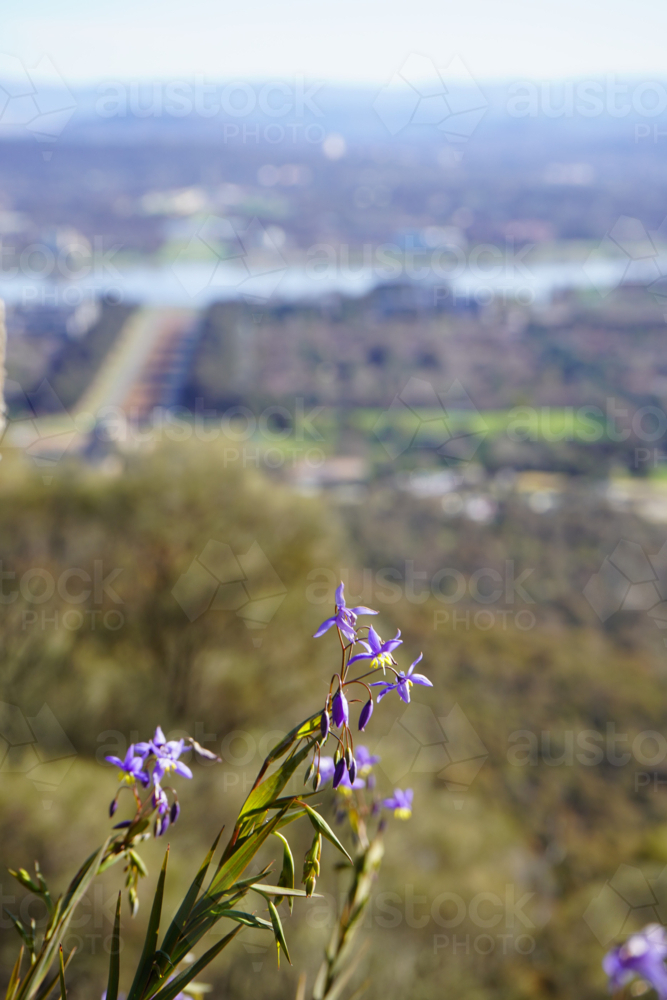 Wildflowers overlooking Canberra - Australian Stock Image