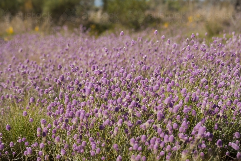 Wildlowers in the Pilbara region - Australian Stock Image