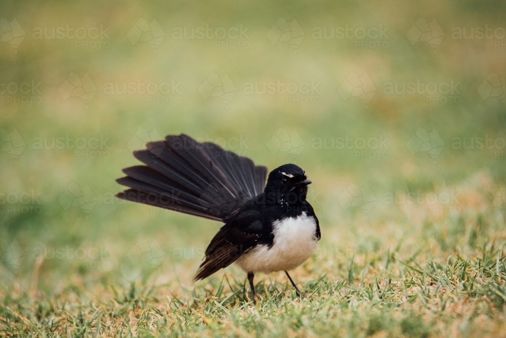 Willie Wagtail standing on the grass - Australian Stock Image