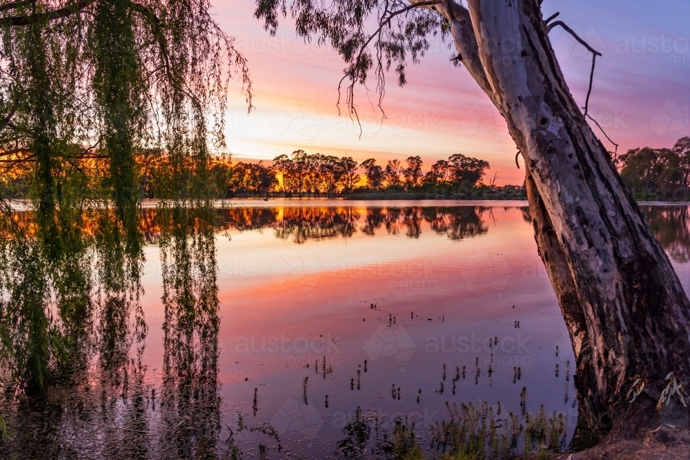 Willow branches and a large gumtree leaning over a calm river with a colourful sunset sky behind - Australian Stock Image