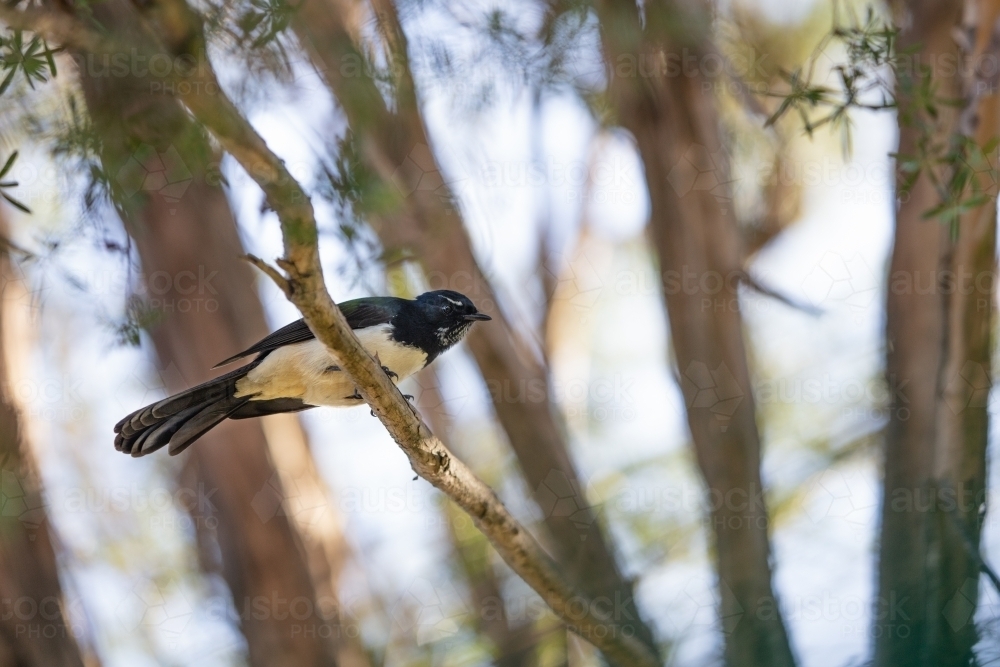 Willy Wagtail - Australian Stock Image