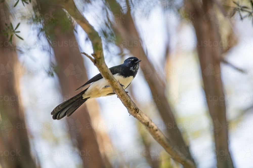 Willy Wagtail - Australian Stock Image
