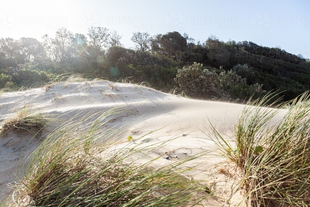 Wind blowing sand over white dunes with sea grass - Australian Stock Image