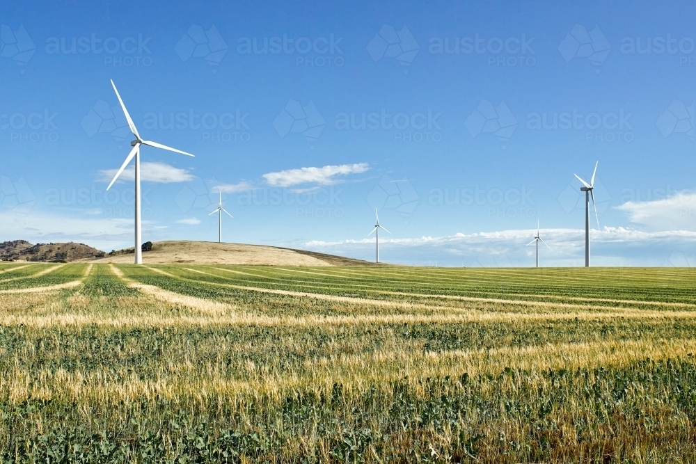 Wind farm with paddock and crops in foreground - Australian Stock Image