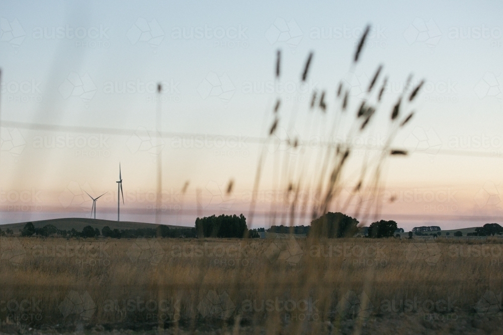 wind turbine in the countryside at dusk with fauna foreground details - Australian Stock Image