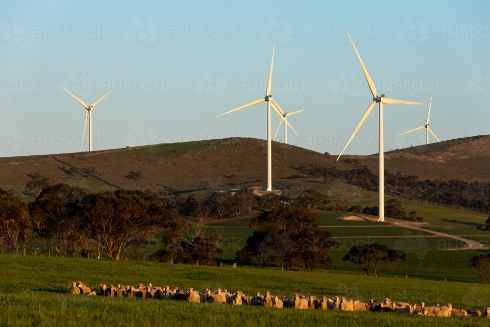 wind turbines on hillside with sheep in foreground - Australian Stock Image