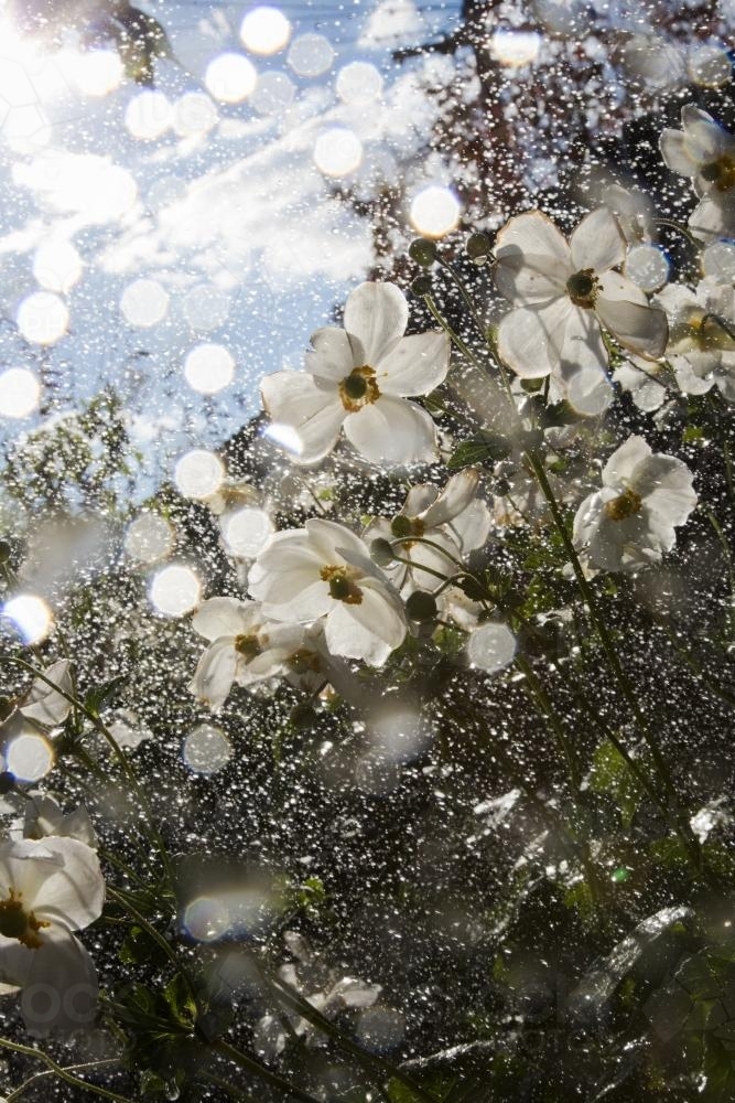 windflowers (japanese anemone) and water droplets from the sprinkler - Australian Stock Image