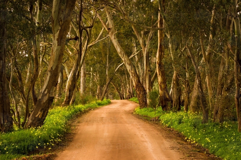 Winding dirt road in Clare Valley bordered by trees and grass - Australian Stock Image