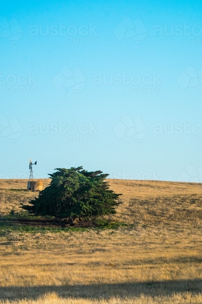 Windmill and tree alone in a paddock with golden evening light - Australian Stock Image