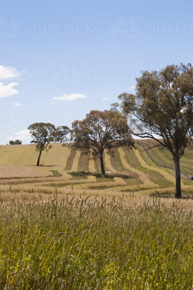 Image of Windrowed canola paddock with blue sky and phalaris grass in ...