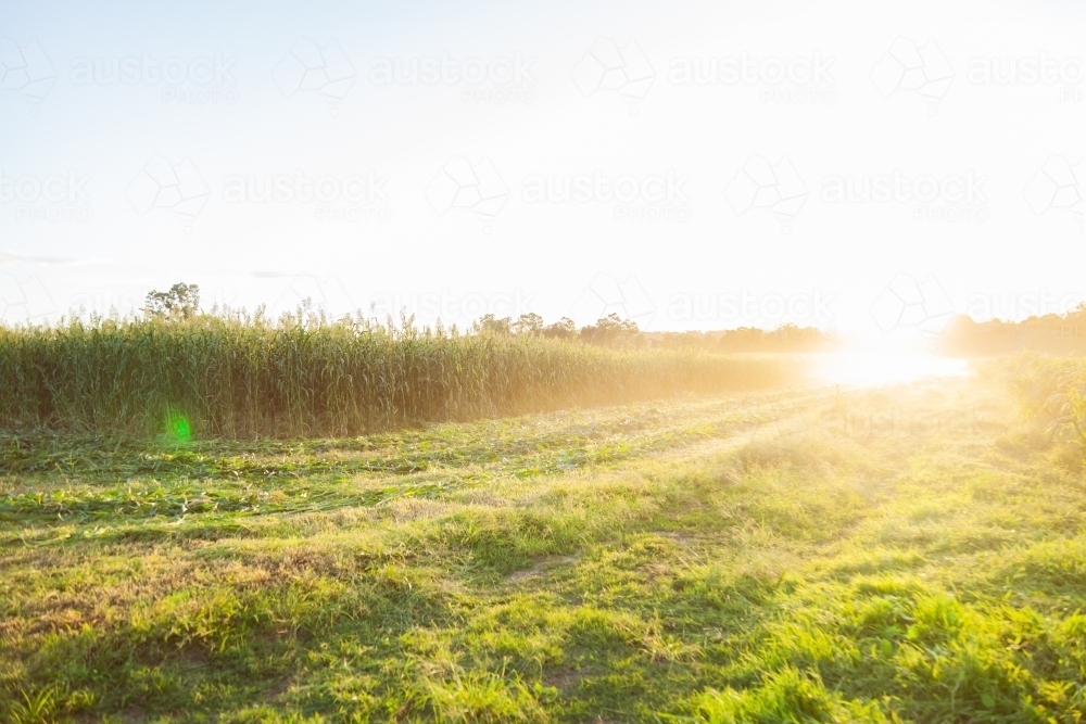 Windrows and standing crop in farm paddock at sunset - Australian Stock Image