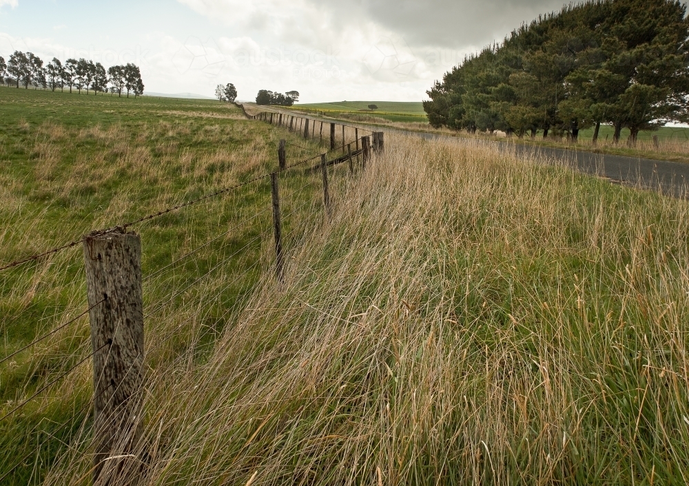 windswept grasses - Australian Stock Image