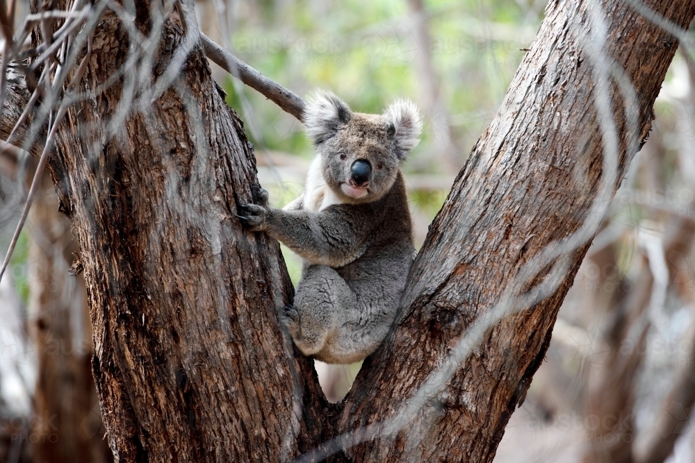 Windswept koala clinging to eucalyptus tree - Australian Stock Image