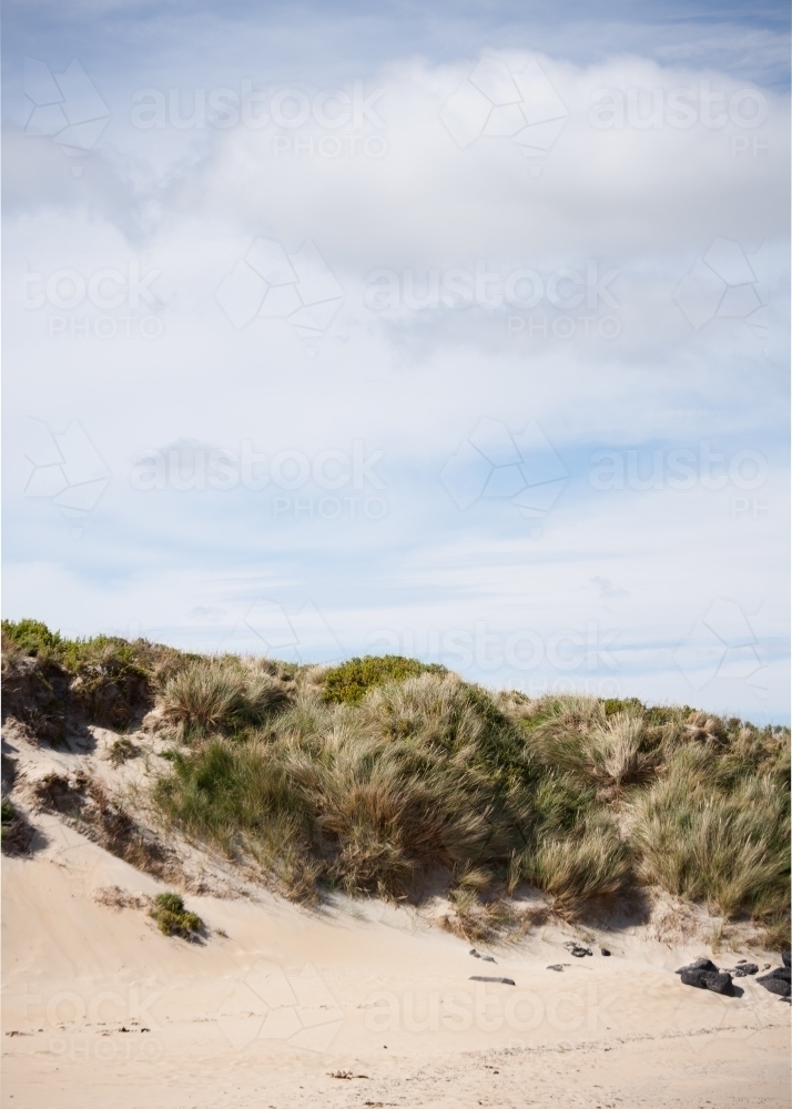 windswept sand dunes and coastal vegetation - Australian Stock Image