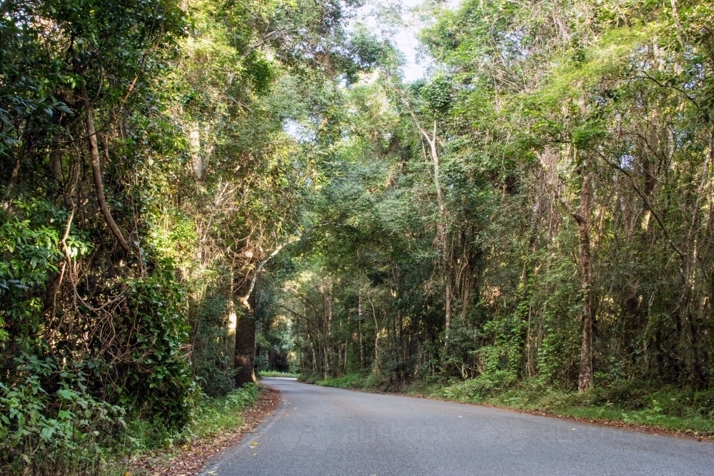 Windy road driving through the lush rainforest - Australian Stock Image