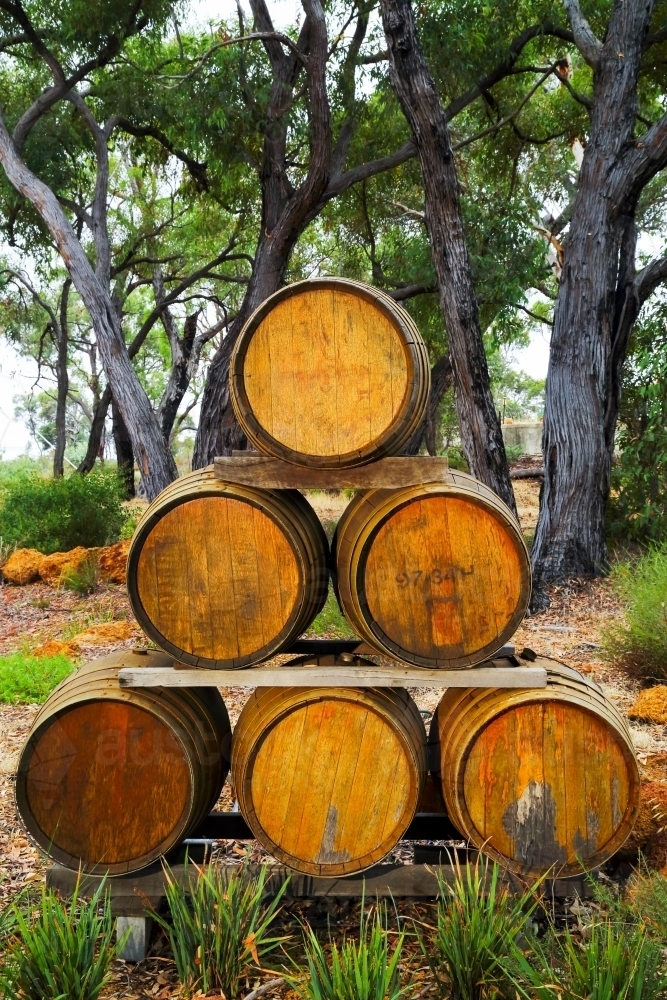Wine barrels in the garden of a Western Australia winery. - Australian Stock Image