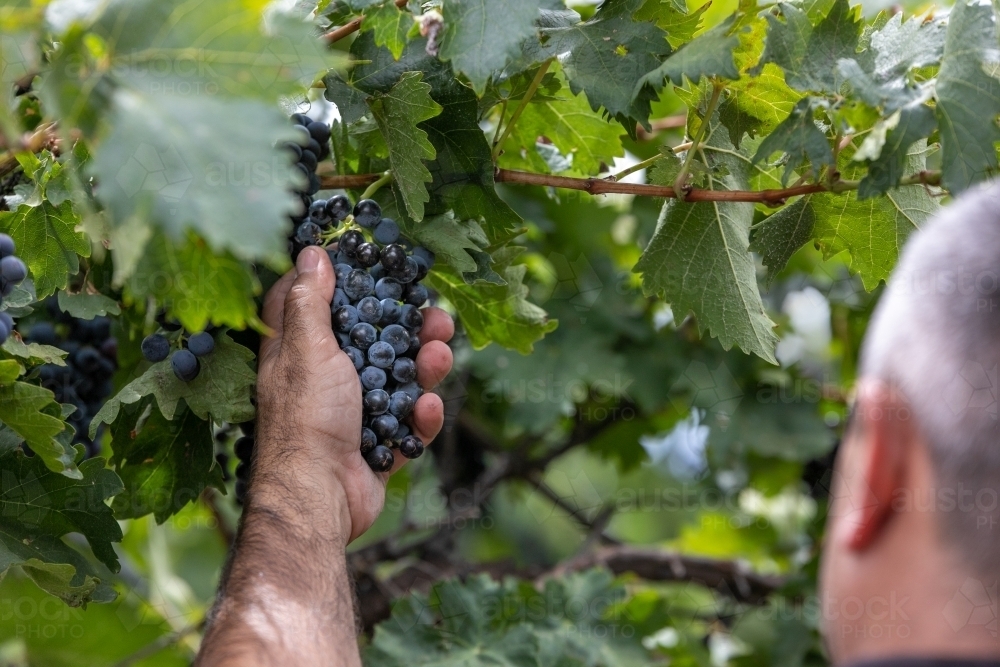 Winemaker holding red grapes - Australian Stock Image