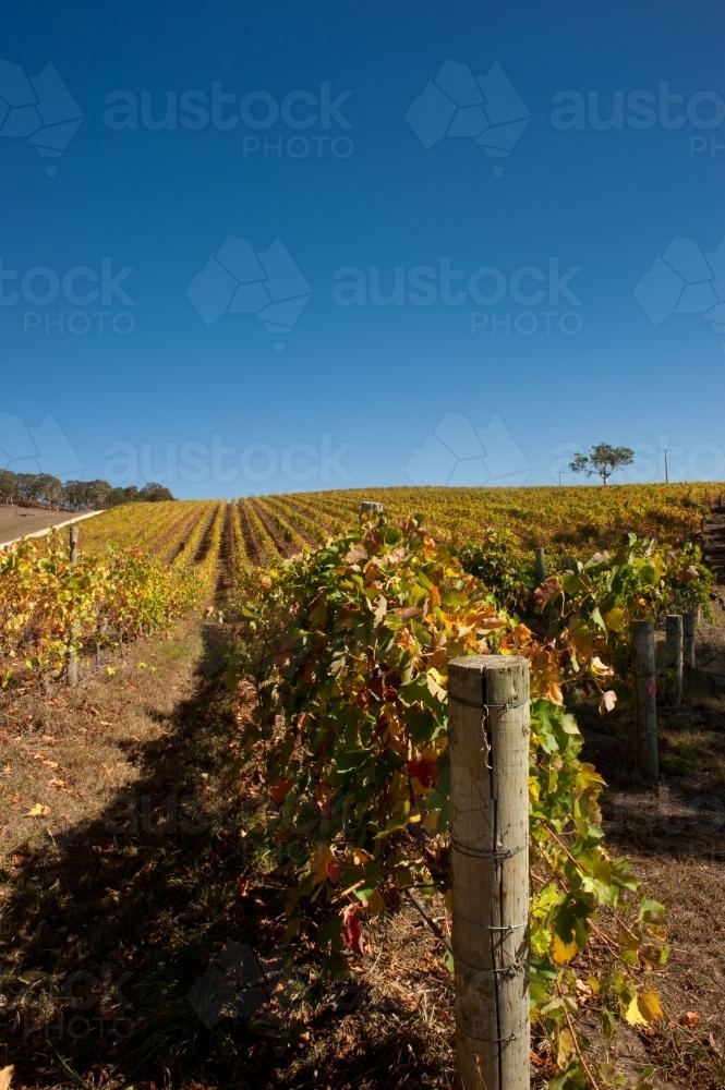 winery in autumn, with blue skies - Australian Stock Image