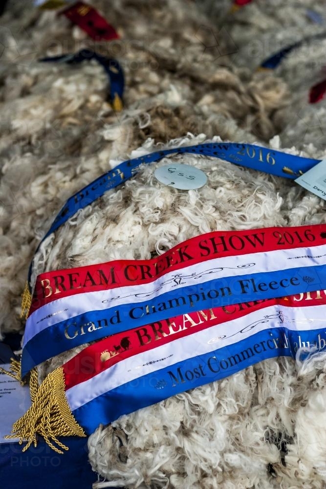 Winning wool fleece at the Bream Creek Show - Australian Stock Image