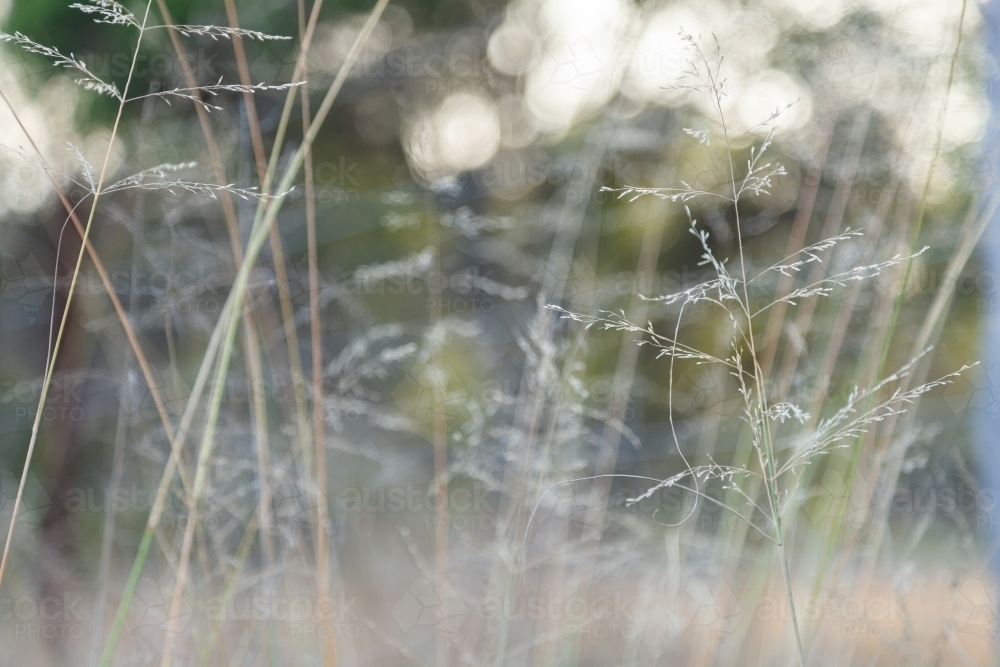 Winter grass with bokeh light - Australian Stock Image