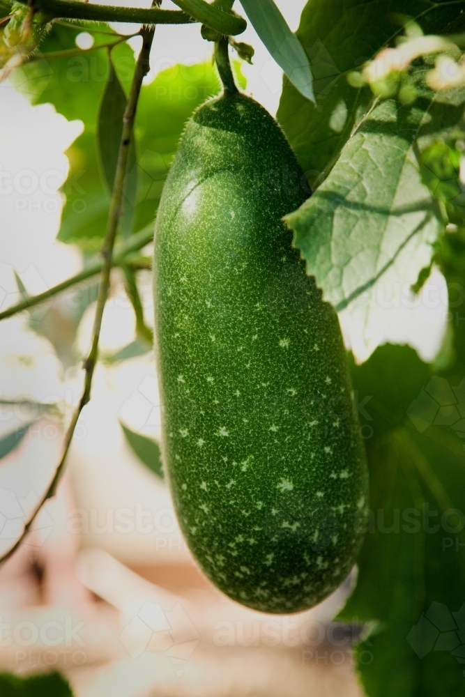 Winter melon fruit growing on plant - Australian Stock Image