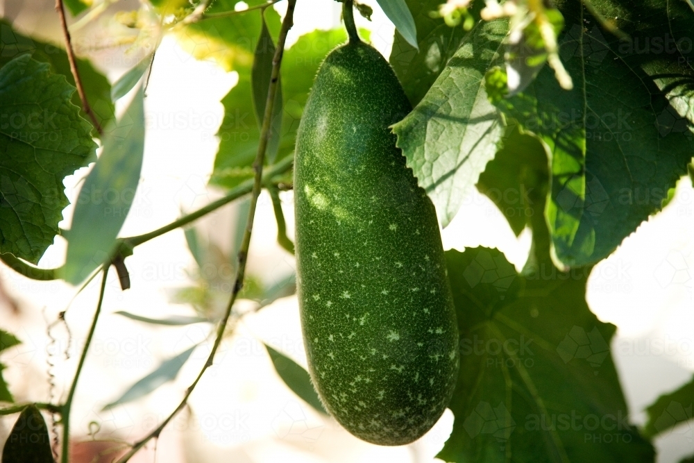 Winter melon fruit growing on plant - Australian Stock Image