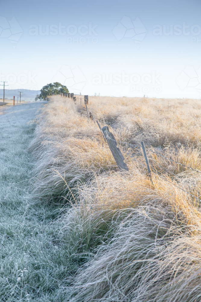 Winter morning, a frozen field and an old country fenceline - Australian Stock Image
