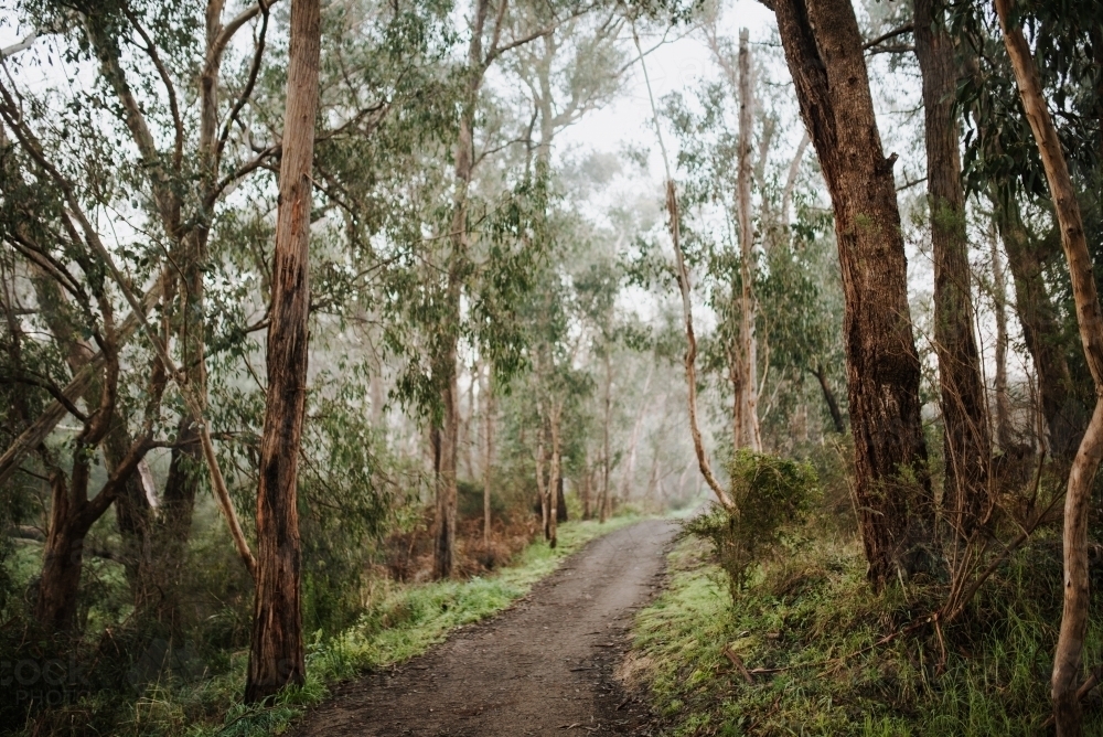 Winter Path - Australian Stock Image