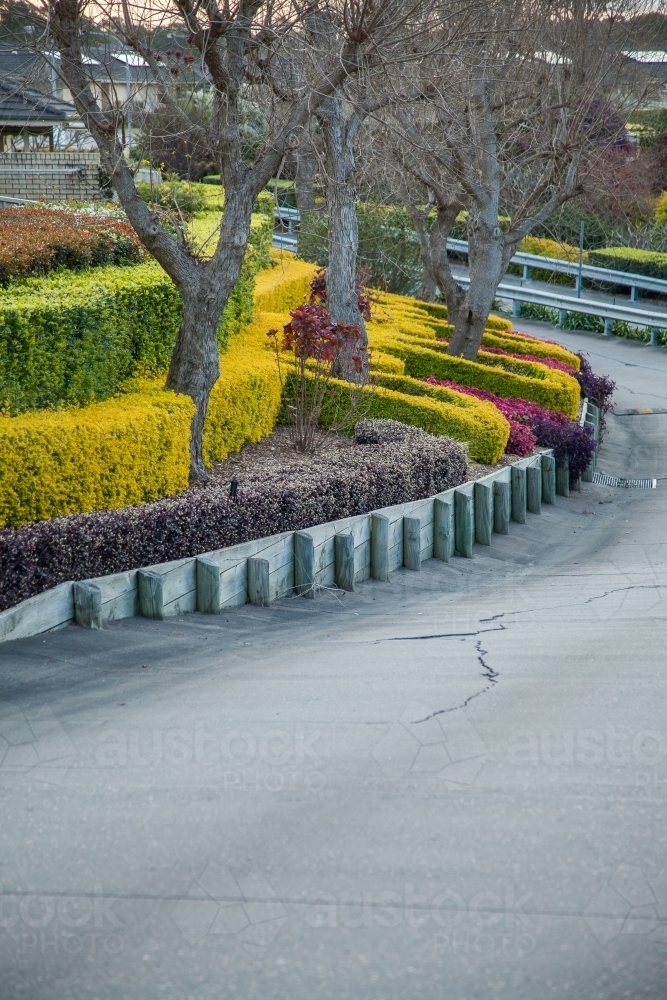 Winter trees and colourful hedges beside road - Australian Stock Image