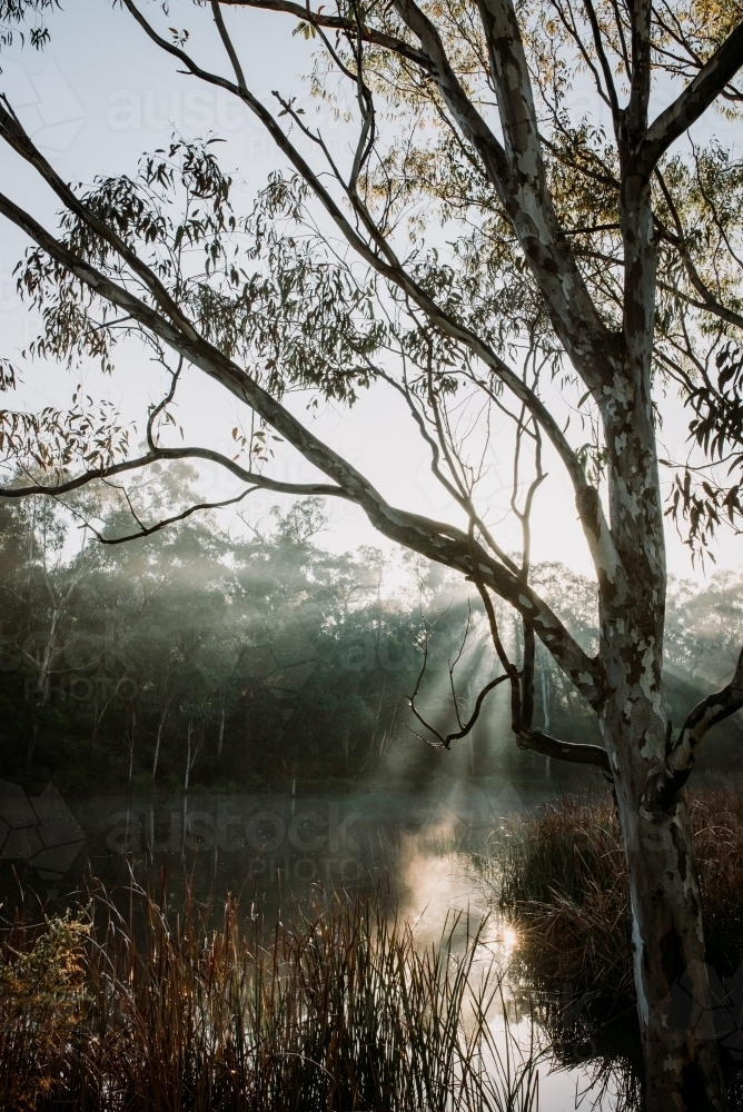 Winters Fog - Australian Stock Image