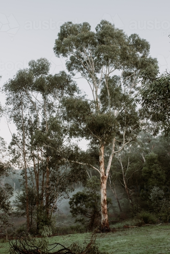 Winters Fog - Australian Stock Image