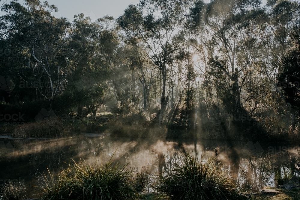 Winters Fog - Australian Stock Image