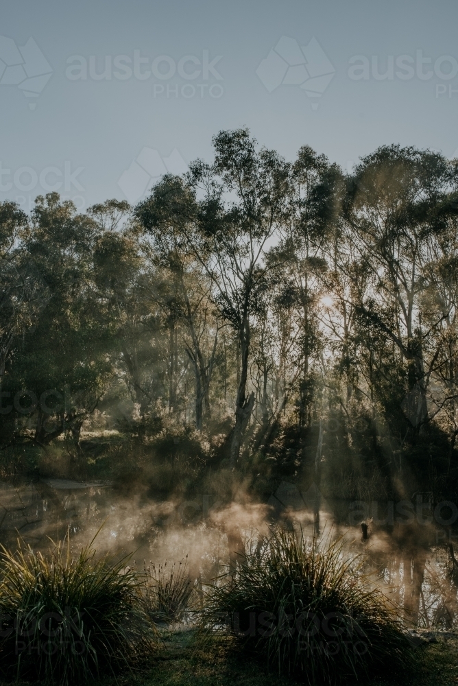 Winters Fog - Australian Stock Image
