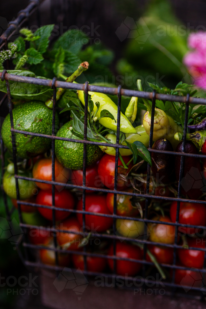 wire basket of fresh vegetables harvested from garden - Australian Stock Image
