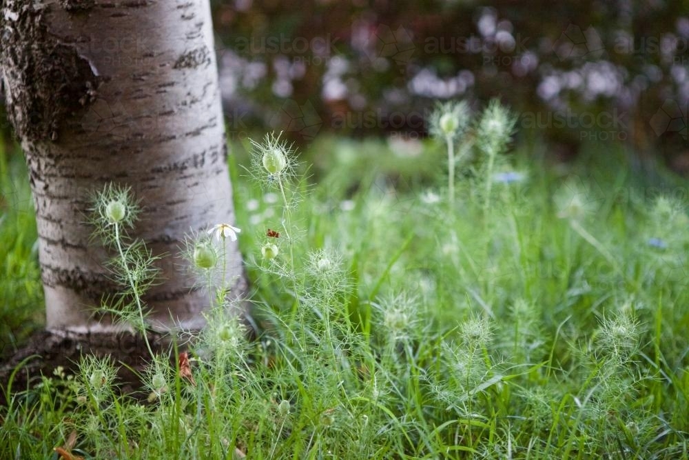 Wispy green plant growing at the base of a tree - Australian Stock Image