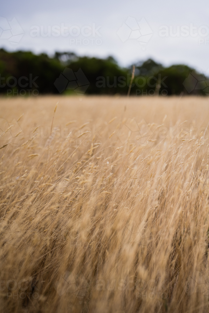 wispy summer grass blowing in wind - Australian Stock Image