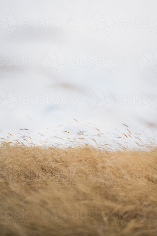 wispy summer grass blowing in wind - Australian Stock Image