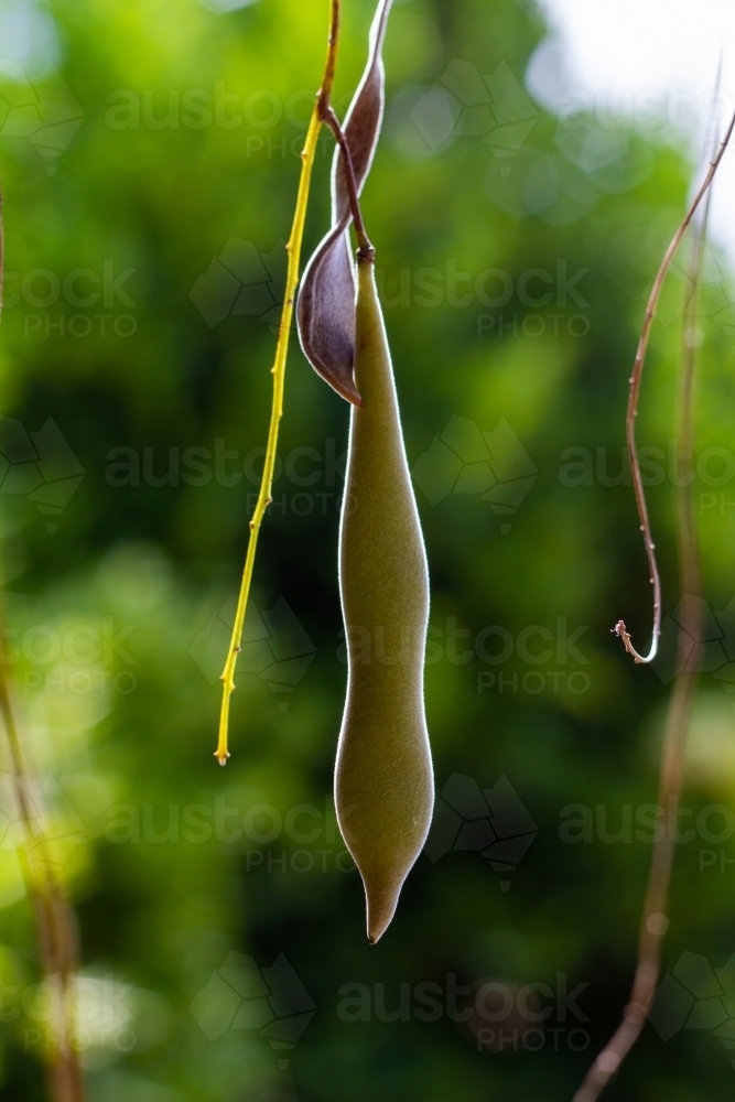 wisteria seed pod - Australian Stock Image