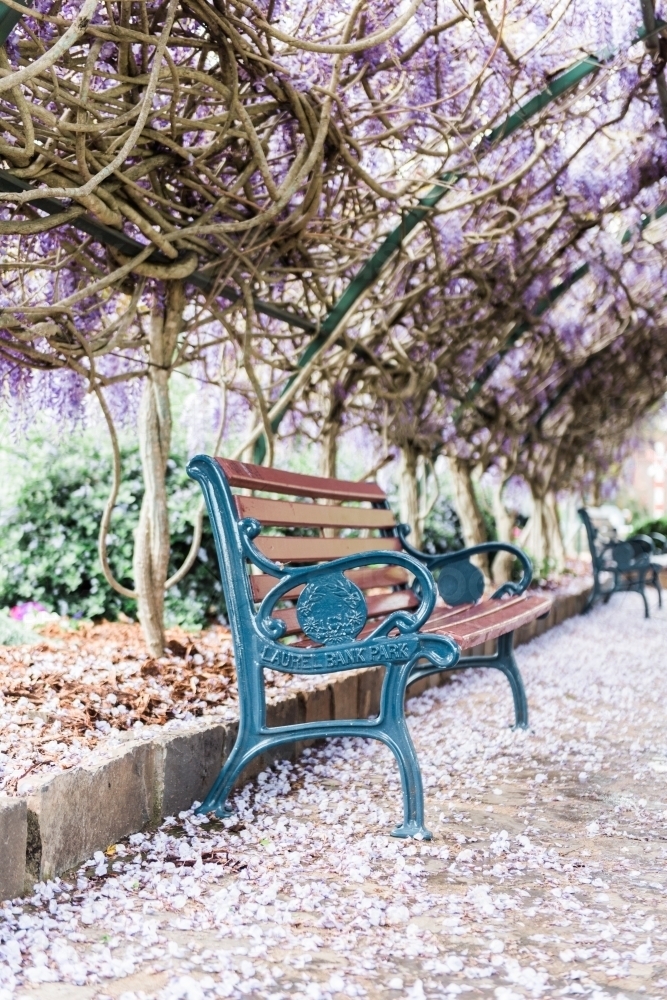 Wisteria walkway with park bench seat in spring - Australian Stock Image