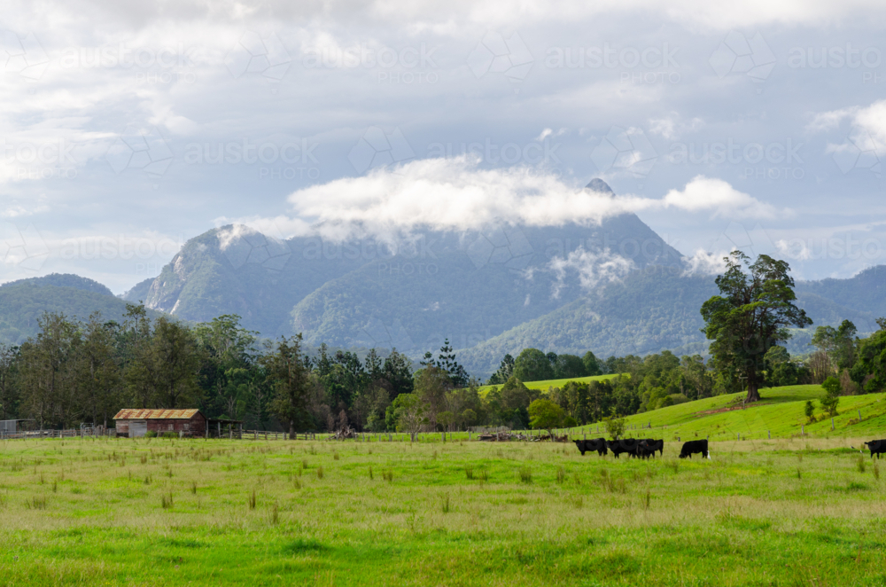 Wollumbin from Crams Farm Reserve - Australian Stock Image