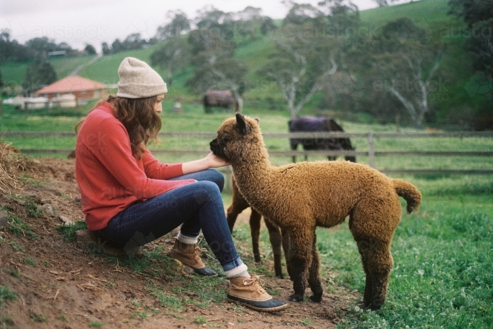 Woman at a farm petting a baby alpaca - Australian Stock Image