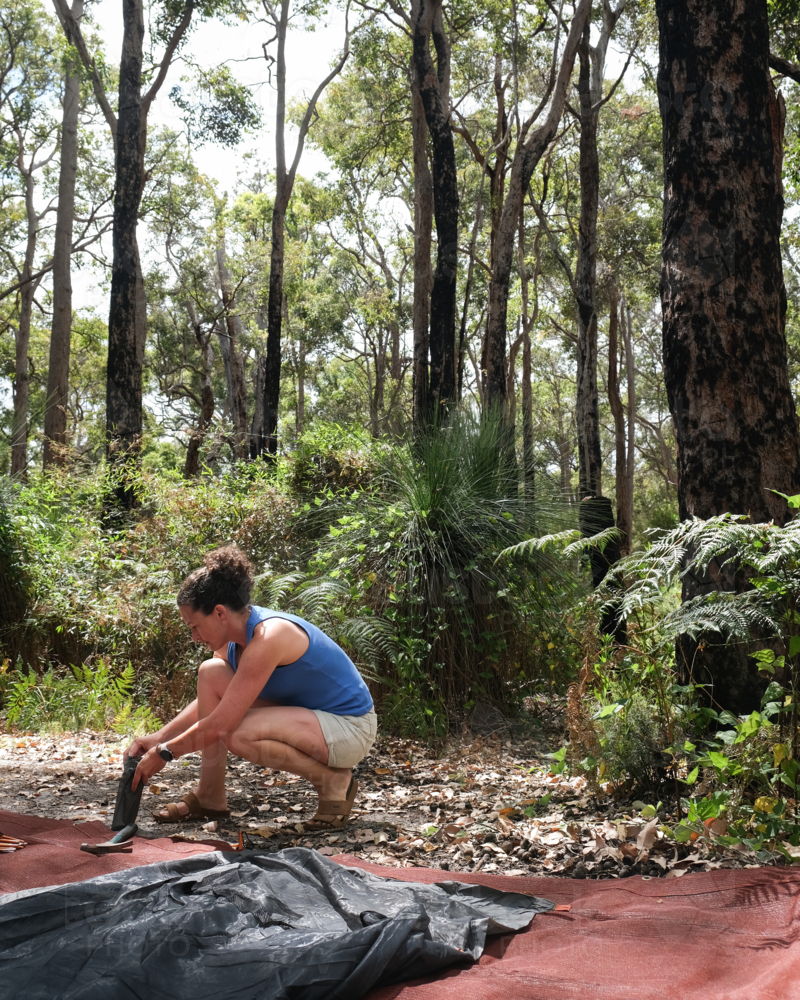 Woman building and constructing camping tent in forest surrounded by large trees in summer weather - Australian Stock Image