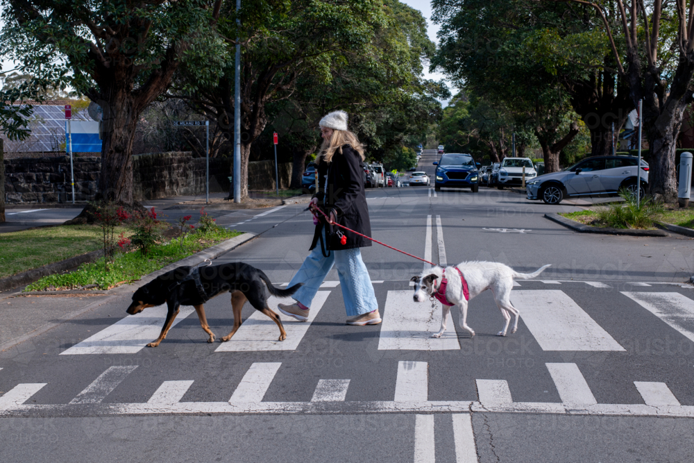 woman crossing the road with 2 dogs on leash - Australian Stock Image