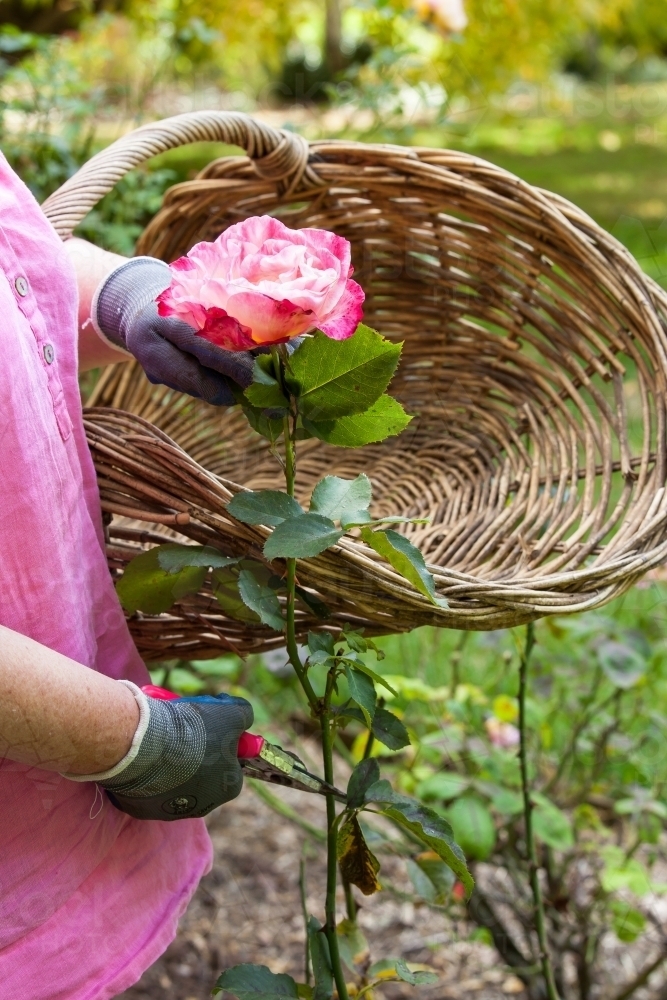 Image of Woman cutting roses in the garden - Austockphoto