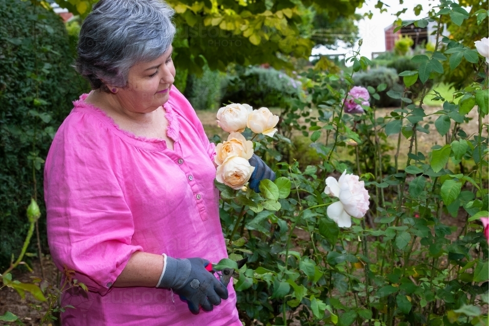 Woman cutting roses in the garden - Australian Stock Image